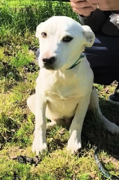 Igor &egrave; ancora qui che spera di trovare casa  | Foto 0
