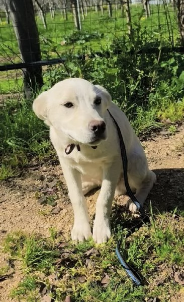 Una casa e una famiglia per Freddy cucciolo in adozione  | Foto 2