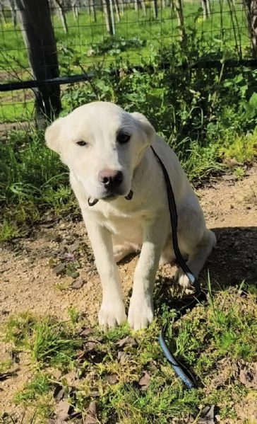 Una casa e una famiglia per Freddy cucciolo in adozione  | Foto 0