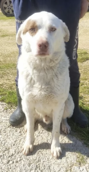 Ulisse &egrave; da tanto che attende una casa vera | Foto 5