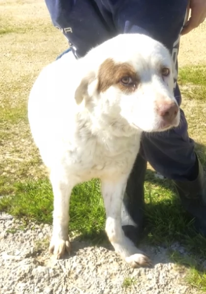 Ulisse &egrave; da tanto che attende una casa vera | Foto 3