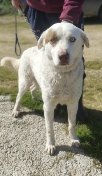 Ulisse &egrave; da tanto che attende una casa vera | Foto 2