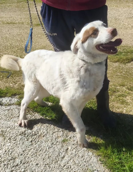 Ulisse &egrave; da tanto che attende una casa vera | Foto 1