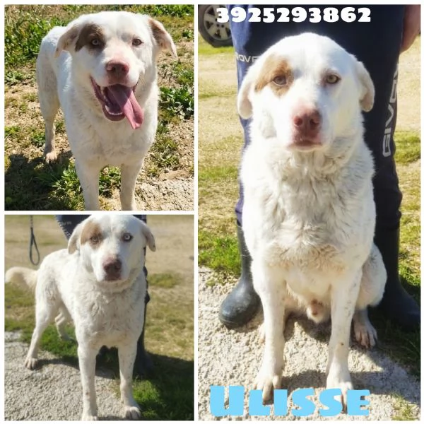 Ulisse &egrave; da tanto che attende una casa vera