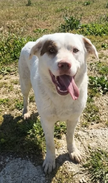 Ulisse &egrave; da tanto che attende una casa vera | Foto 0