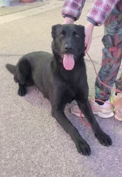 Una dolce cagnolina in adozione cerca casa  | Foto 4