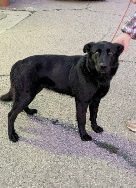 Una dolce cagnolina in adozione cerca casa  | Foto 0