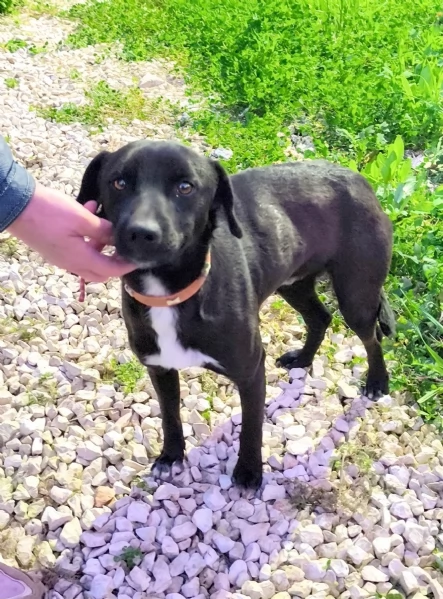 C'&egrave; un posto per me? Cagnolino in adozione  | Foto 6