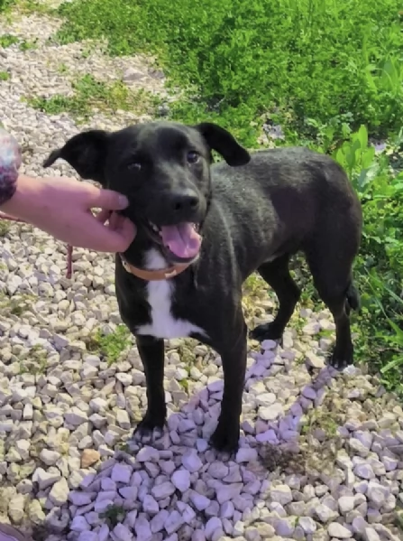 C'&egrave; un posto per me? Cagnolino in adozione  | Foto 5