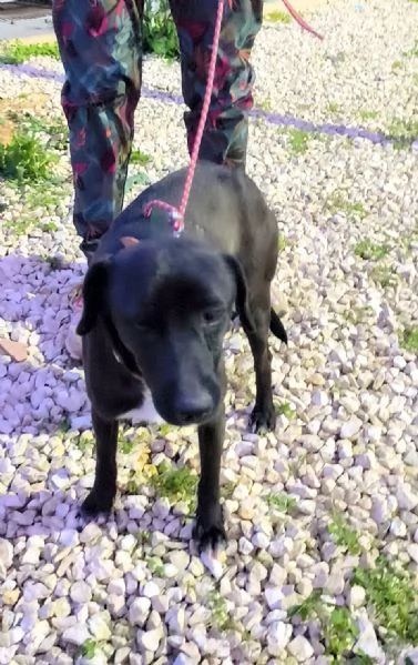 C'&egrave; un posto per me? Cagnolino in adozione  | Foto 4