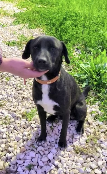 C'&egrave; un posto per me? Cagnolino in adozione  | Foto 3