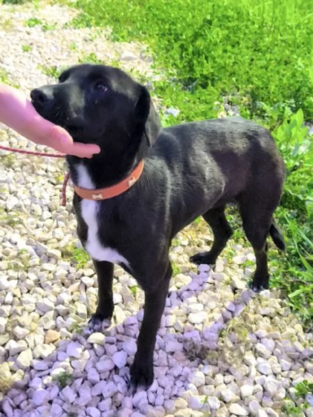 C'&egrave; un posto per me? Cagnolino in adozione  | Foto 2