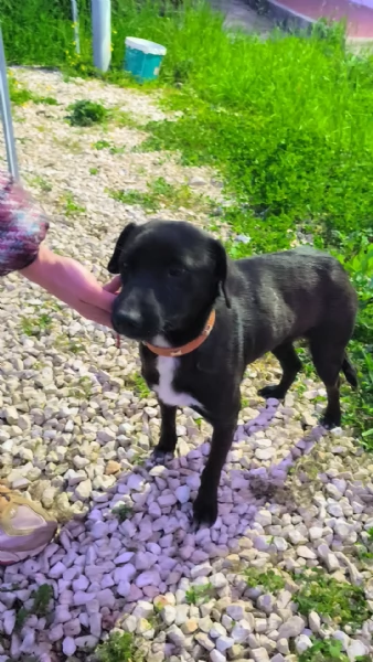 C'&egrave; un posto per me? Cagnolino in adozione  | Foto 1