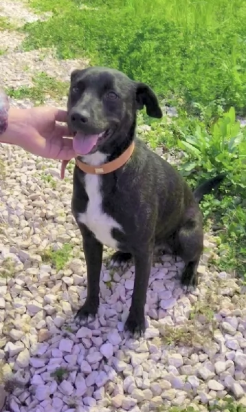 C'&egrave; un posto per me? Cagnolino in adozione  | Foto 0