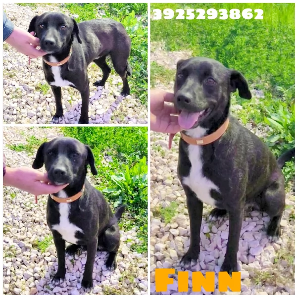 C'&egrave; un posto per me? Cagnolino in adozione 