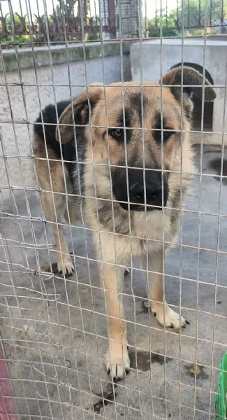  Tom.. cerca la sua famiglia apri il suo box  | Foto 4