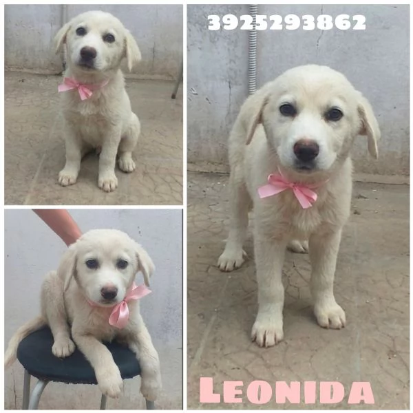 Una dolce cucciola in adozione cerca casa | Foto 5