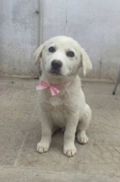Una dolce cucciola in adozione cerca casa | Foto 4
