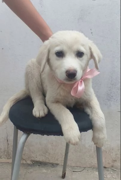 Una dolce cucciola in adozione cerca casa | Foto 3
