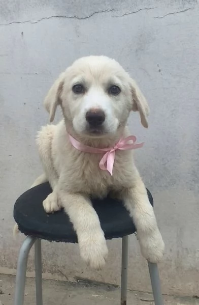 Una dolce cucciola in adozione cerca casa | Foto 2