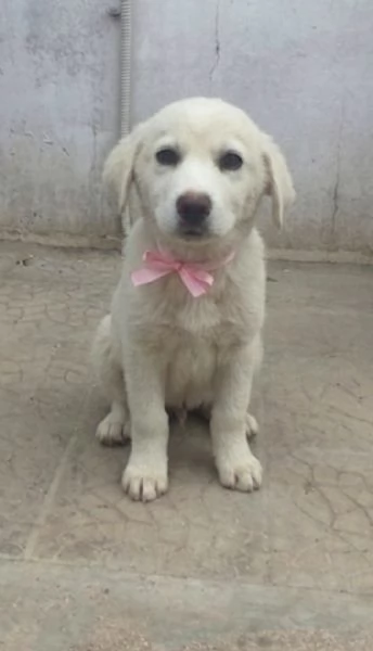 Una dolce cucciola in adozione cerca casa | Foto 1