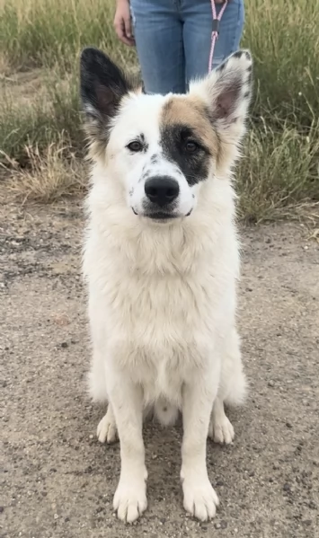 Dolcissimo cagnolino in adozione  | Foto 6