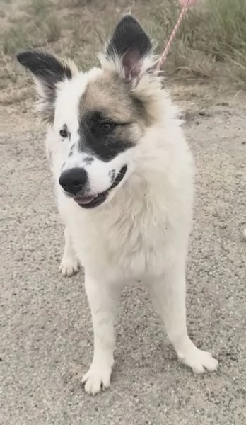 Dolcissimo cagnolino in adozione  | Foto 5