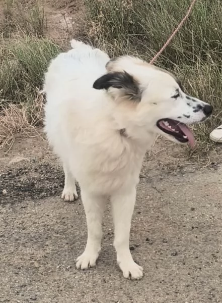Dolcissimo cagnolino in adozione  | Foto 4