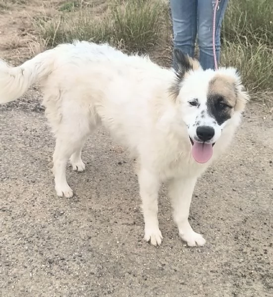 Dolcissimo cagnolino in adozione  | Foto 3