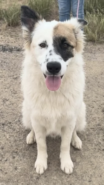 Dolcissimo cagnolino in adozione  | Foto 2