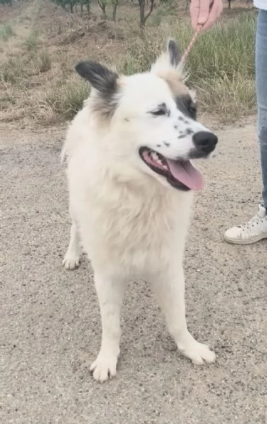 Dolcissimo cagnolino in adozione  | Foto 0