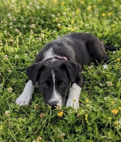 Cucciola in adozione  | Foto 6