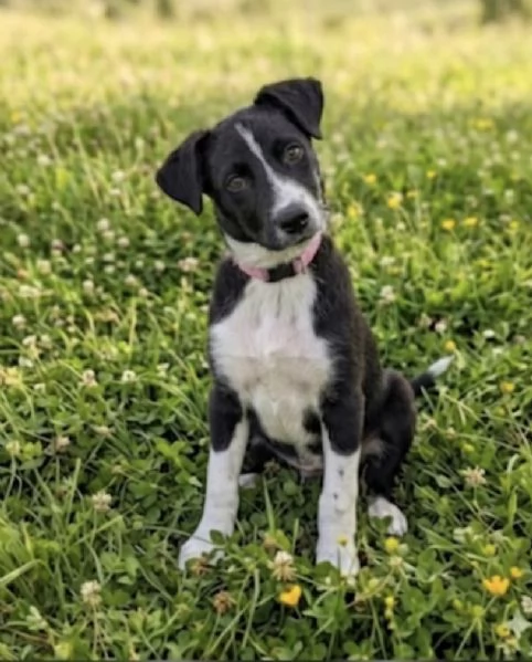 Cucciola in adozione  | Foto 5