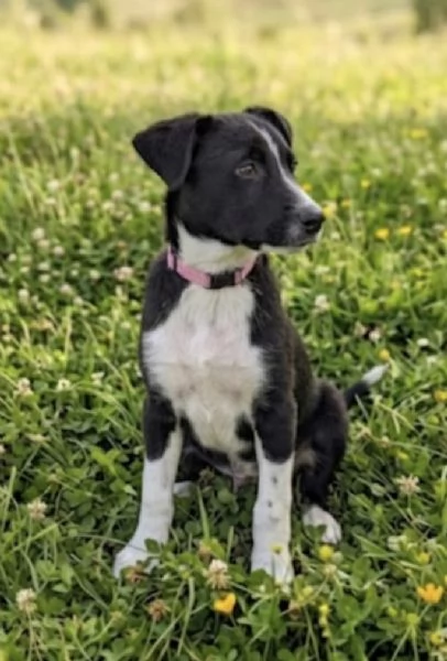 Cucciola in adozione  | Foto 4