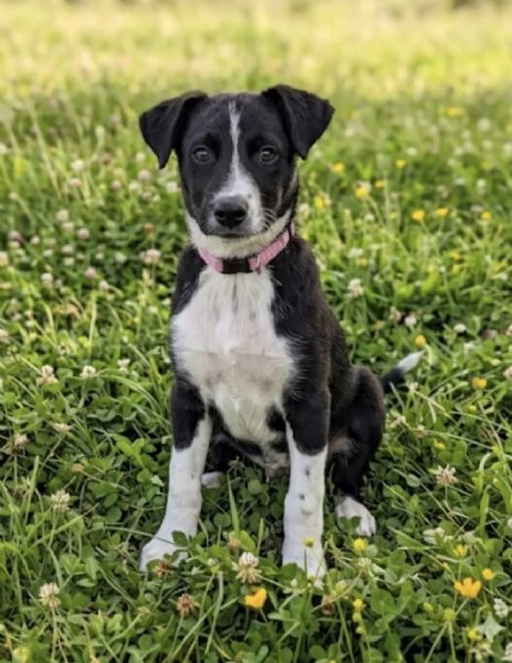 Cucciola in adozione  | Foto 1