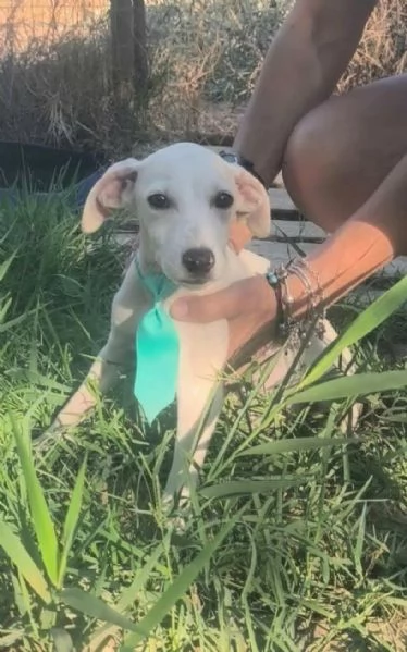 Cucciolo in adozione cerca casa