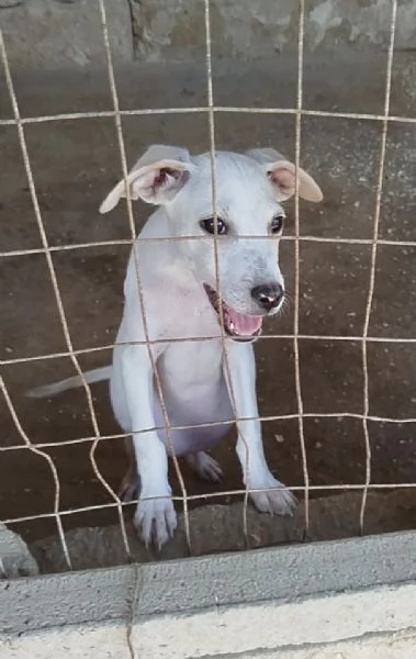 Cucciolo in adozione cerca casa | Foto 5
