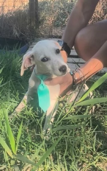 Cucciolo in adozione cerca casa | Foto 3