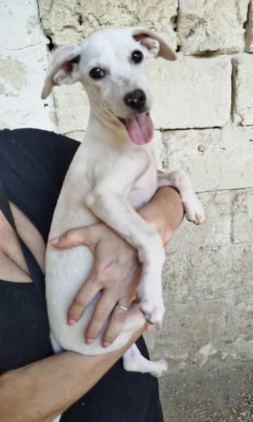 Cucciolo in adozione cerca casa | Foto 0