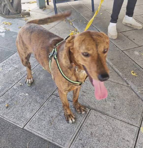 Help me! Urgente rischia il canile. Rinuncia di propriet&agrave; 