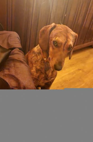 Adozione urgente per un dolce cagnolino che ha perso casa! | Foto 6