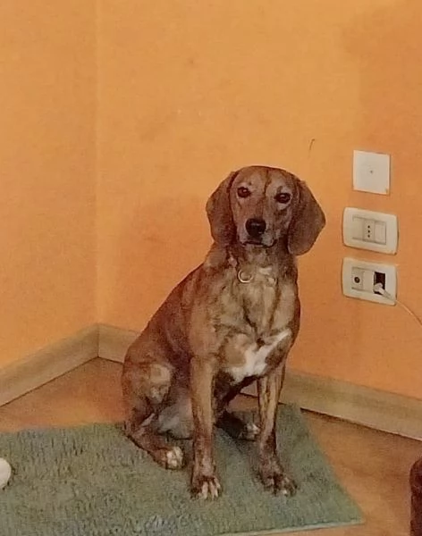 Adozione urgente per un dolce cagnolino che ha perso casa! | Foto 5