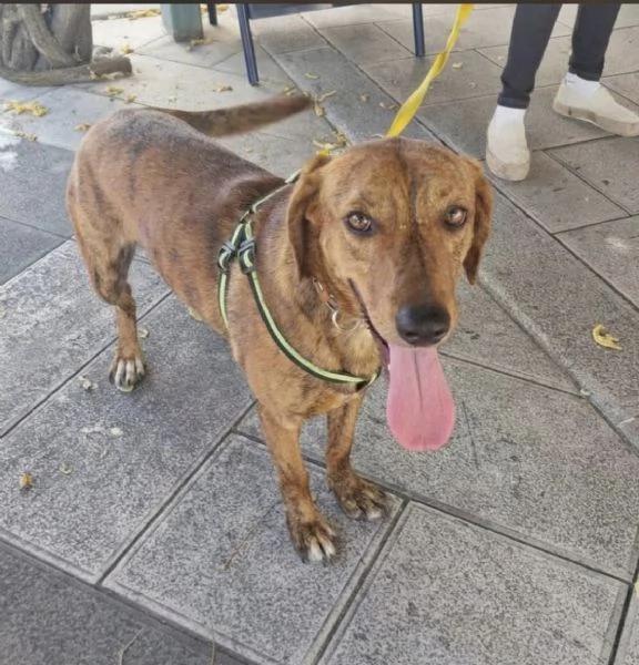 Adozione urgente per un dolce cagnolino che ha perso casa! | Foto 4