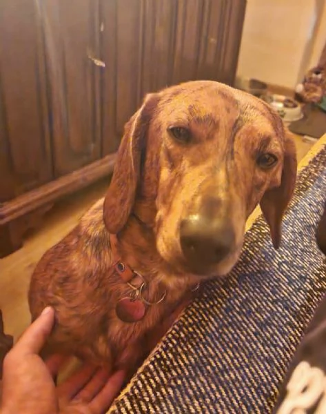 Adozione urgente per un dolce cagnolino che ha perso casa! | Foto 3