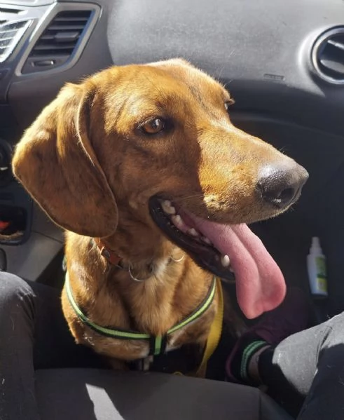 Adozione urgente per un dolce cagnolino che ha perso casa! | Foto 1