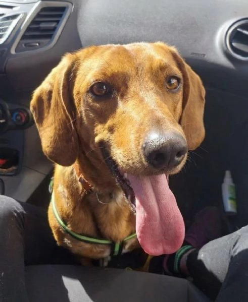 Adozione urgente per un dolce cagnolino che ha perso casa!