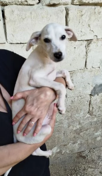 Un dolcissimo cucciolo in adozione in attesa di essere scelto  | Foto 5