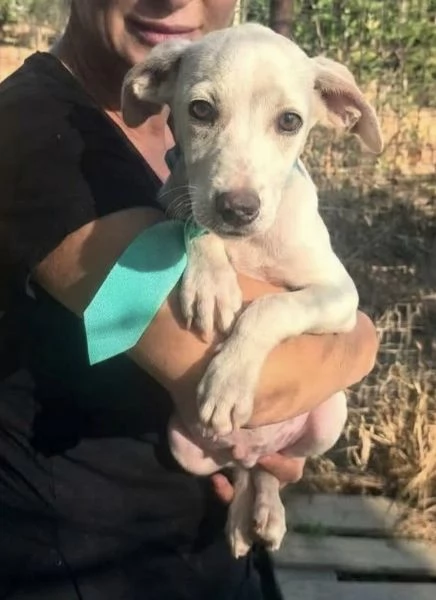 Un dolcissimo cucciolo in adozione in attesa di essere scelto  | Foto 4