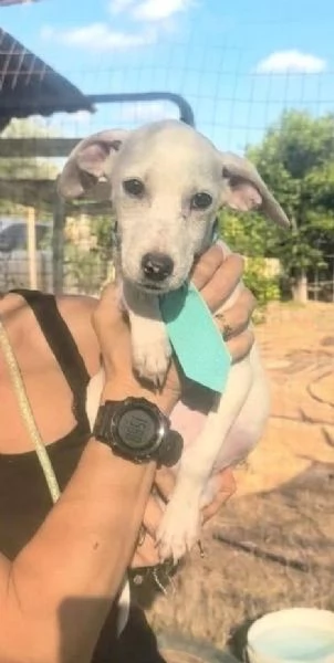 Un dolcissimo cucciolo in adozione in attesa di essere scelto  | Foto 2