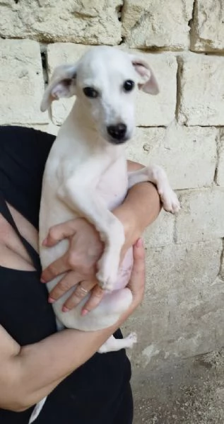 Un dolcissimo cucciolo in adozione in attesa di essere scelto  | Foto 1